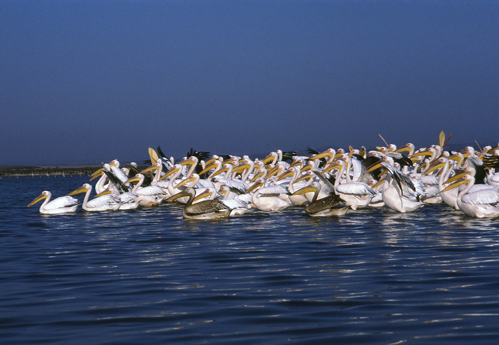 Beobachtung der Herbstmigration der Vögel an der Schwarzenmeerküste 